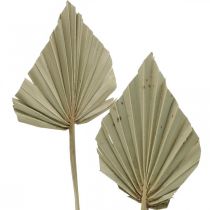 Artikel Mini-Palmspear, Trockenfloristik, Adventsdeko, Gedenktage Natur L33–34cm B7–9cm 4 St