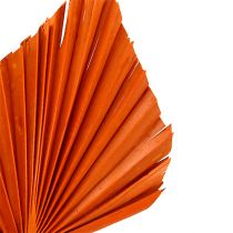 Artikel Palmspear Orange 65 St