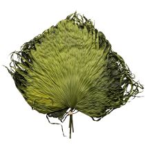 Artikel Palmwedel Deko für exotische Arrangements und Tischdekoration