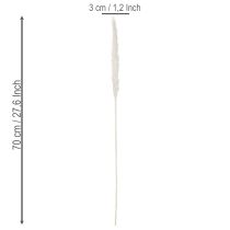 Artikel Pampasgras Trockenblumen Creme 70cm 15 Stiele