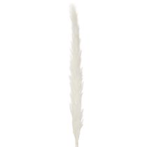 Artikel Pampasgras Trockenblumen Creme 70cm 15 Stiele