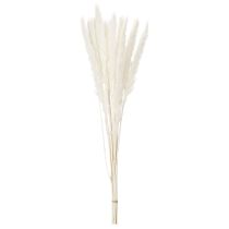 Artikel Pampasgras Trockenblumen Creme 70cm 15 Stiele