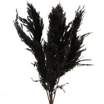 Artikel Pampasgras Schwarz 65-75cm Trockengräser Naturdeko 6St