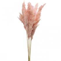 Pampasgras getrocknet Rosa Trockenfloristik 65-75cm 6St im Bund