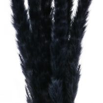 Pampasgras Schwarz Getrocknet Trockendeko L72cm 6St
