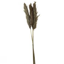 Artikel Pampasgras getrocknet Deko Trockengräser Natur 95cm 3 St