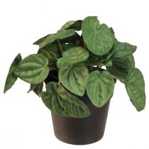Artikel Peperomia Green Twist - Pflegeleichte Kunstpflanze für ein natürliches Flair, 20cm