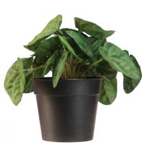 Artikel Peperomia Green Twist - Pflegeleichte Kunstpflanze für ein natürliches Flair, 20cm