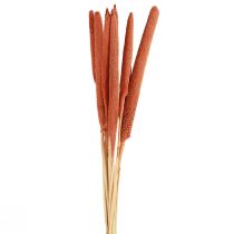 Artikel Perlhirse Schilfkolben Babala Kolbenhirse Orange 70cm 10 St