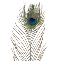 Artikel Pfauenfedern Naturmaterial Vogelfedern 55–60cm Dekoration und Bastelbedarf