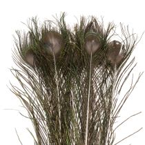 Artikel Pfauenfedern Naturmaterial Vogelfedern 55–60cm Dekoration und Bastelbedarf