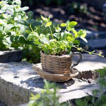 Artikel Pflanztasse Korb Weide Pflanztopf Natur Grün Ø18,5cm