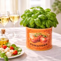Artikel Tomaten Pflanztöpfe Set aus Keramik in 3 Größen – Dekorative Blumentöpfe für Kräuter und Trockenblumen