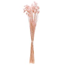 Artikel Phalaris Rosa Glanzgras getrocknet - Deko Trockengras 65cm
