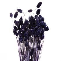 Artikel Phalaris Getrocknet Violett Glanzgras Trockendeko 50-55cm 100g für stilvolle Raumgestaltung