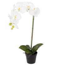 Artikel Elegante Kunstpflanze Orchidee Weiß im Topf 62cm – Realistische Dekoration für Büro und Wohnzimmer