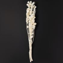 Artikel Getrocknete Physalis gebleicht 75–80 cm für edle Dekorationen 100g