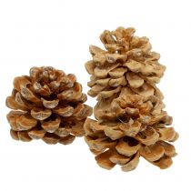 Pineazapfen creme gemischt 5-18cm 25St