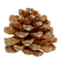 Pineazapfen creme gemischt 5-18cm 25St