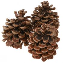 Artikel Pinus Pinea Dekozapfen Groß 10-12cm Natur 50 Stk