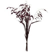 Artikel Plattährengras Chasmantium Lila 70cm 10 St - Trockengras für florale Dekoration