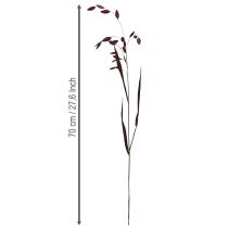 Artikel Plattährengras Chasmantium Lila 70cm 10 St - Trockengras für florale Dekoration