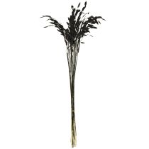 Artikel Plattährengras Chasmantium Schwarz 70cm Trockenblumen Deko 10 Stk