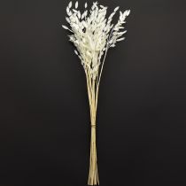 Artikel Elegantes Plattährengras Weiß 70cm - Trockengras Dekoration für Hotel & Gastronomie