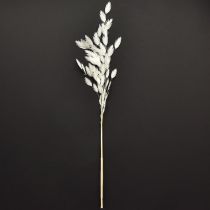 Artikel Elegantes Plattährengras Weiß 70cm - Trockengras Dekoration für Hotel & Gastronomie
