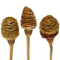 Artikel Platyspermum Creme 1-3, 50 Köpfe