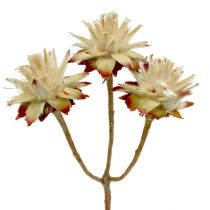 Leucospermum 1-3 Mix creme 100 Köpfe