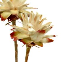 Artikel Leucospermum 1-3 Mix creme 100 Köpfe