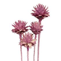 Leucospermum 1 brombeer gefrostet 25St