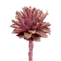 Leucospermum 1 brombeer gefrostet 25St