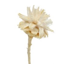 Plumosum 1 gebleicht 25St