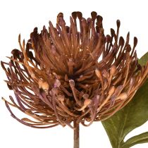 Artikel Protea künstlich Nadelkissen Leucospermum Lila 30cm 6 St – Elegante Dekoblumen für Floristen