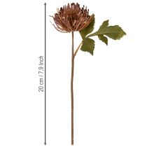 Artikel Protea künstlich Nadelkissen Leucospermum Lila 30cm 6 St – Elegante Dekoblumen für Floristen