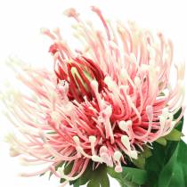 Protea Künstlich Rosa 73cm
