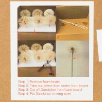 Artikel Pusteblume Trockenblume Wiesenbocksbart 12cm Stabilisiert Innenbereich 4 Stück