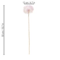 Artikel Löwenzahn Trockenblume Rosa 50cm 4er-Set für stilvolle Dekoration