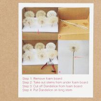 Artikel Deko-Pusteblume Weiß Trockenblumen Ø11cm Set 6St - Elegante Tischdeko