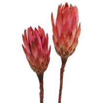 10 Protea Repens rot Dekorieren Trockenblume Gestecke Bodenvasen Floristik NEU