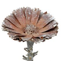 Repens Rosette 6-7cm Weiß gewaschen 25St