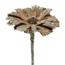 Protea Rosette 8-9cm weiß gewaschen 25St