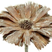 Protea Rosette 8-9cm weiß gewaschen 25St