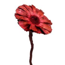 Repens Rosette Erika 8cm - 9cm 25St