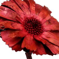 Repens Rosette Erika 8cm - 9cm 25St