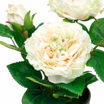 Pfingstrose im Topf, Romantische Deko-Rose, Seidenblume Cremeweiß
