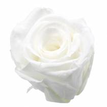 Artikel Konservierte Rosen Medium Ø4-4,5cm Weiß 8St