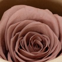 Artikel Lang haltbare konservierte Rosenköpfe im 6er-Set für stilvolle Dekorationen